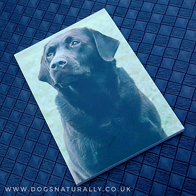 Labrador (Chocolate) Magnetic Note Pad Standard